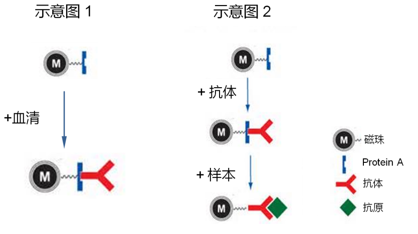 怎樣肯定抗體購置渠道和品牌？