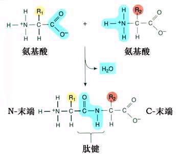 什么叫肽鍵？肽鍵的作用有哪些？