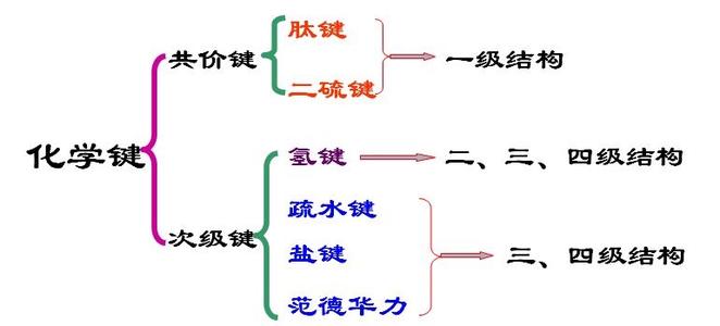 什么叫肽鍵？肽鍵的作用有哪些？