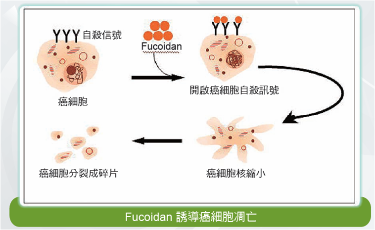 抗菌多肽多肽根據(jù)抑制自噬增強誘導(dǎo)胃癌細胞壞死