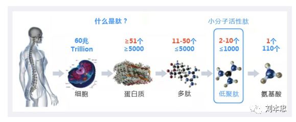 插入氨基酸可將微生物多肽活性提升40倍