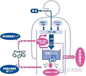 鵝肌肽如何降低尿酸？