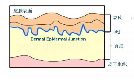 德國巴斯夫發(fā)現(xiàn)：乙酰基四肽-11和乙?；碾?9的化合物在3個星期內(nèi)突出降低臉部皺紋