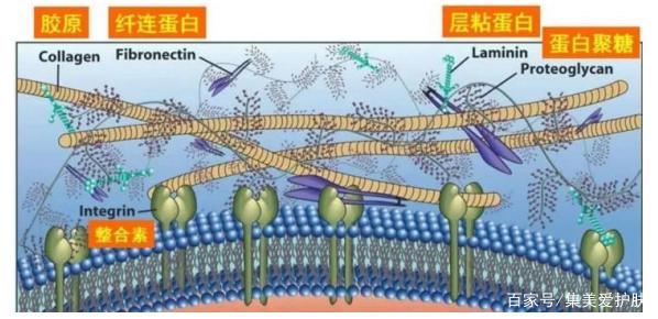 六肽-9，可麗肽，可麗素屬于修復(fù)性多肽