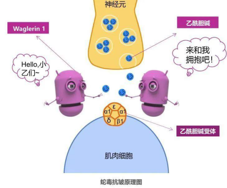 護膚品中的肽是什么?