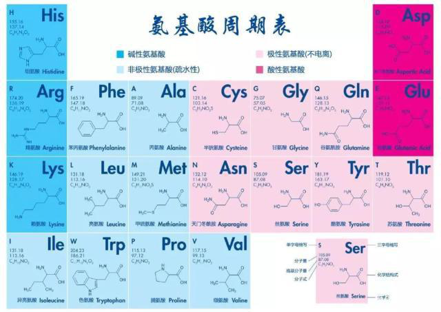 多肽的基本組成單位，氨基酸的結(jié)構(gòu)與分類