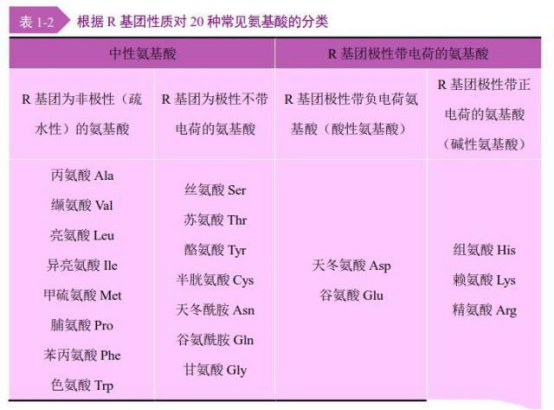 多肽的基本組成單位，氨基酸的結(jié)構(gòu)與分類