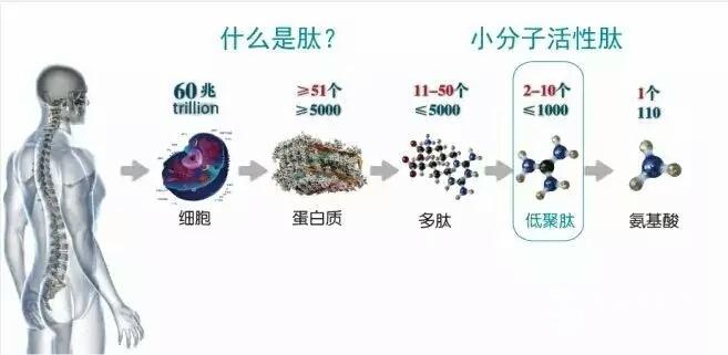 活性多肽與人類健康，你們知道多少？