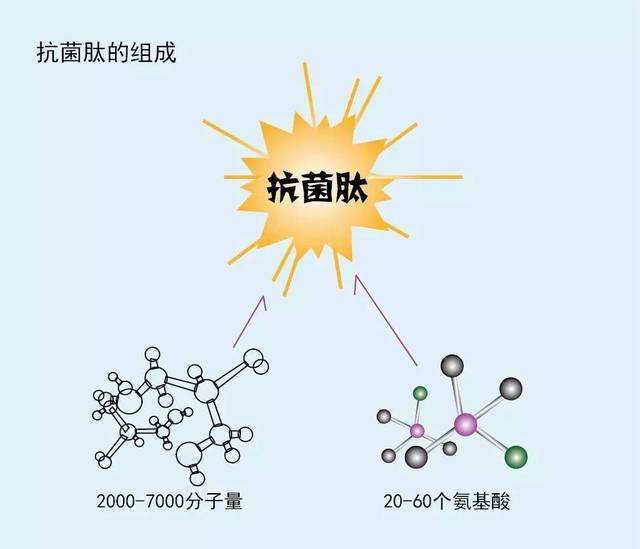 什么是抗菌肽？那么抗菌肽又有什么作用？