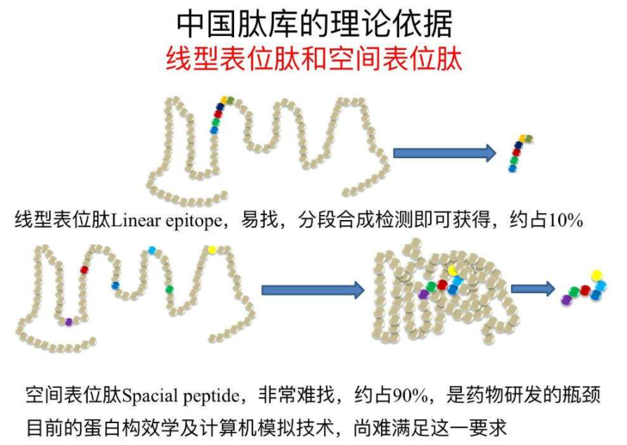 肽庫是什么？肽庫有什么作用？