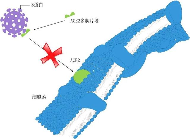 多肽藥物：阻斷病毒進(jìn)出細(xì)胞的“門將”