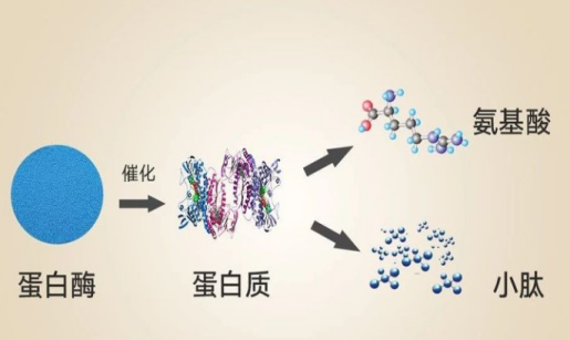 蛋白質(zhì)和小分子肽哪一個(gè)更有用？