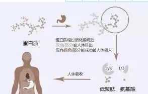 揭密小分子肽能夠治療腫瘤的叫法—千萬別受騙上當！