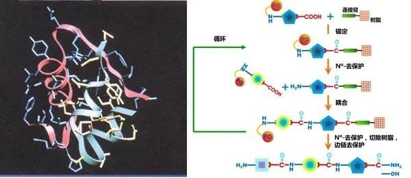 多肽——迅速發(fā)展的藥物研發(fā)神器