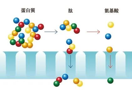 重大成果！金礦石力小分子肽——刷新傳統(tǒng)式癌癥治療