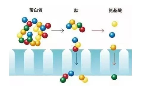 為何許多的人喝肽？畢竟肽有這四大優(yōu)點