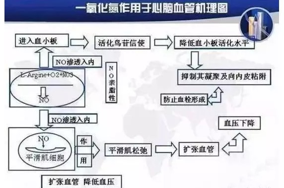 固拓生物—小分子肽對血管的重要功效！