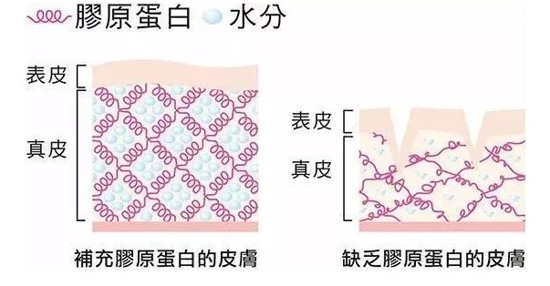 膠原蛋白是啥?？為什么說它很重要？本文給大家答案