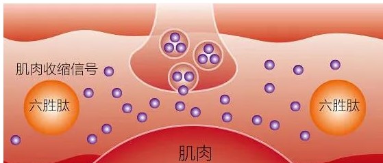 歲月不饒人，全膚質(zhì)都可以用的抗衰老成份——多肽