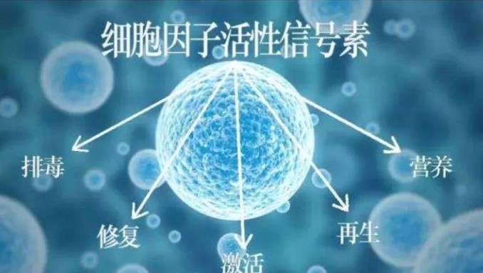 固拓生物—帶你了解美容多肽對(duì)肌膚運(yùn)用