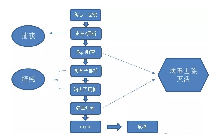 如何提高抗體純化高效率？?今日聊一聊離心、過(guò)濾