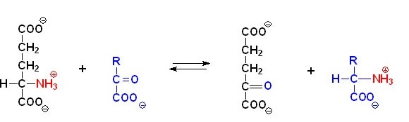 氨基酸的轉(zhuǎn)氨、協(xié)同脫氨與脫酰胺功效