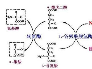 氨基酸的轉(zhuǎn)氨、協(xié)同脫氨與脫酰胺功效