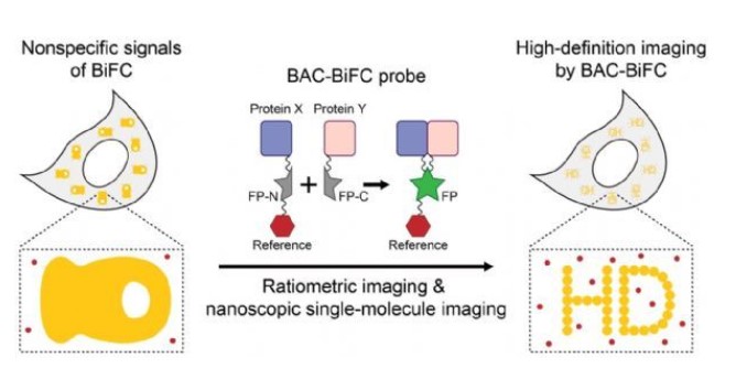 科研人員發(fā)展新式蛋白質(zhì)互作顯像技術