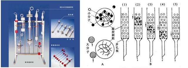 各種純化蛋白分離大集合！