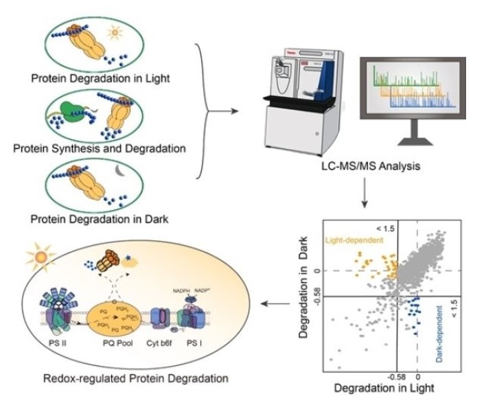 科學(xué)研究揭示藍(lán)細(xì)菌光照/暗管控的蛋白質(zhì)溶解