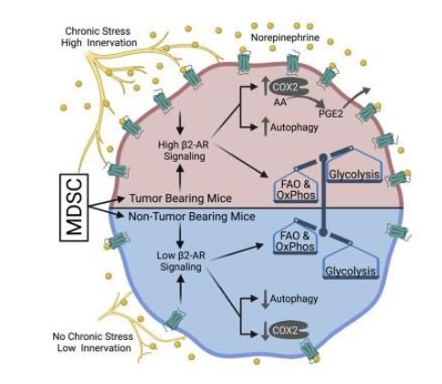 參加β-腎上腺素能受體作用充分發(fā)揮的工作壓力信號通路或會促進(jìn)腫瘤的生長發(fā)育