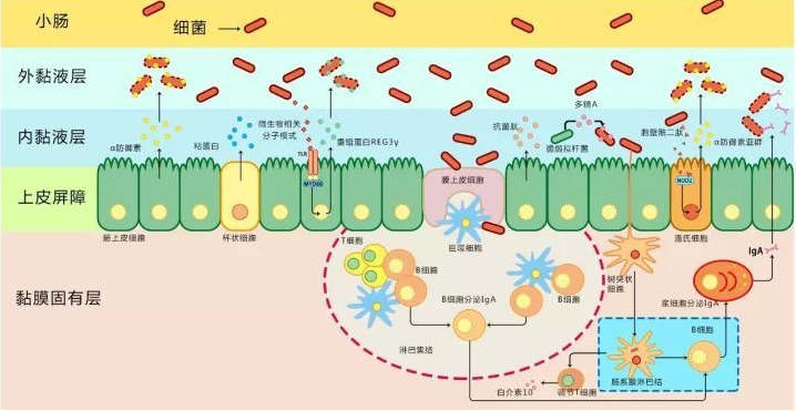 什么是抗菌肽？?抗菌肽到底存在什么效果？