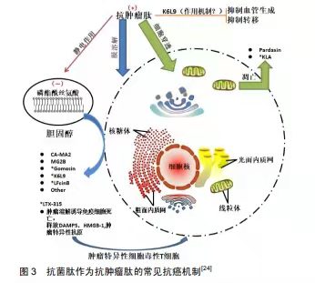 抗菌肽也可運(yùn)用于抗腫瘤醫(yī)治了！?是真的嗎？