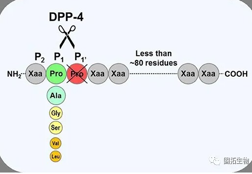 DPP-4抑制劑：聰明的降糖藥