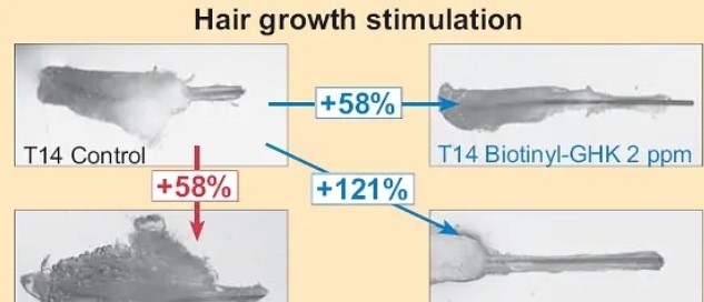 生物素三肽-1乙?；碾?3肉豆蔻酰五肽-17誰做為毛發(fā)提高的原材料更強