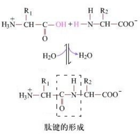 關于酶促合成的優(yōu)勢及一些副反應