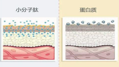 有著神奇功能的美容肽，超級肽