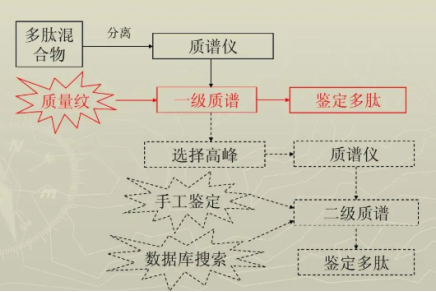 為什么要對(duì)多肽進(jìn)行鑒定？多肽鑒定有什么流程