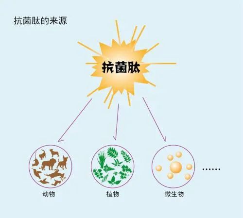 抗菌肽的抗生物膜研究綜述