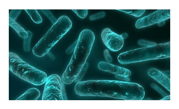 了解抗菌肽分類、功能機(jī)制和生物性能機(jī)制