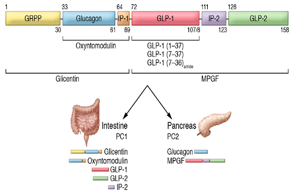 糖尿病著名靶點GLP-1R