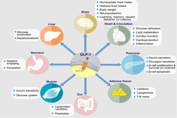糖尿病著名靶點GLP-1R