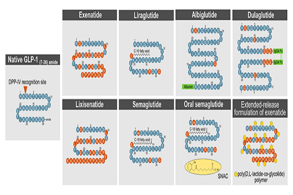 糖尿病著名靶點GLP-1R