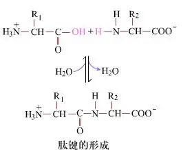 如何在多肽定制合成中形成肽鍵的原理