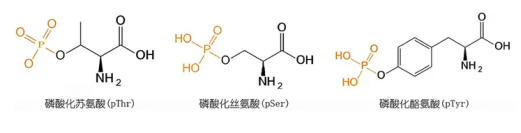 磷酸肽的認識