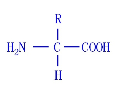氨基酸的認(rèn)識(shí)